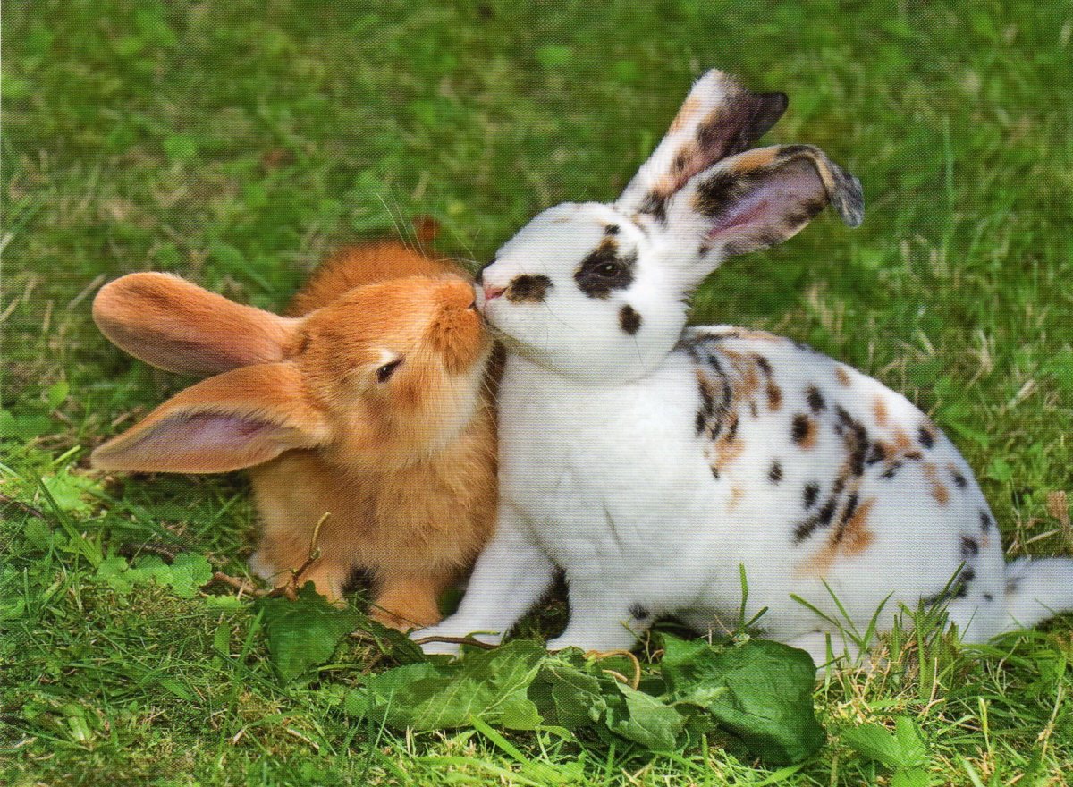 Водяной заяц