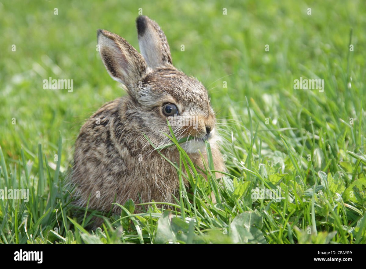 Заяц в дикой природе