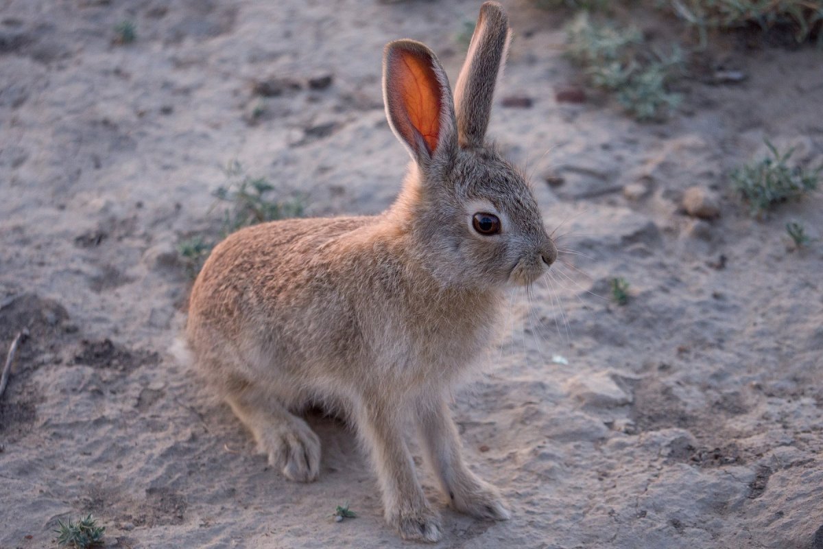 Зайцы листопаднички