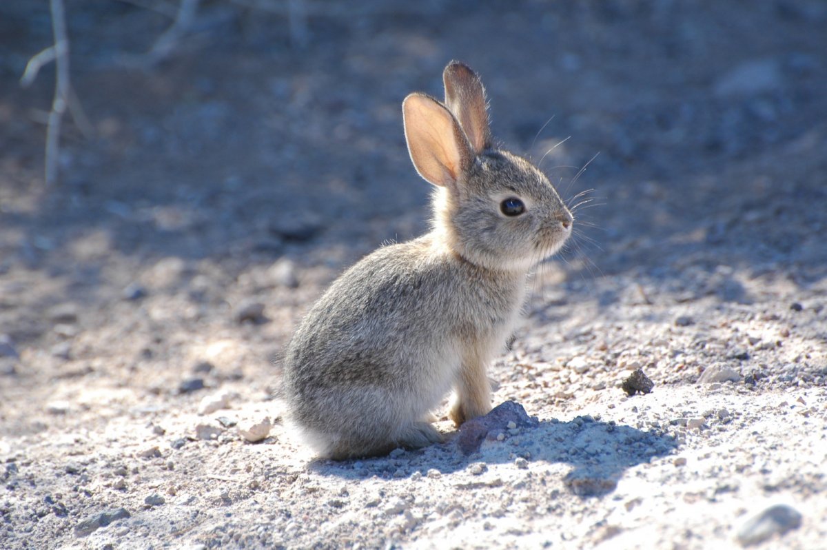 Заяц в лесу