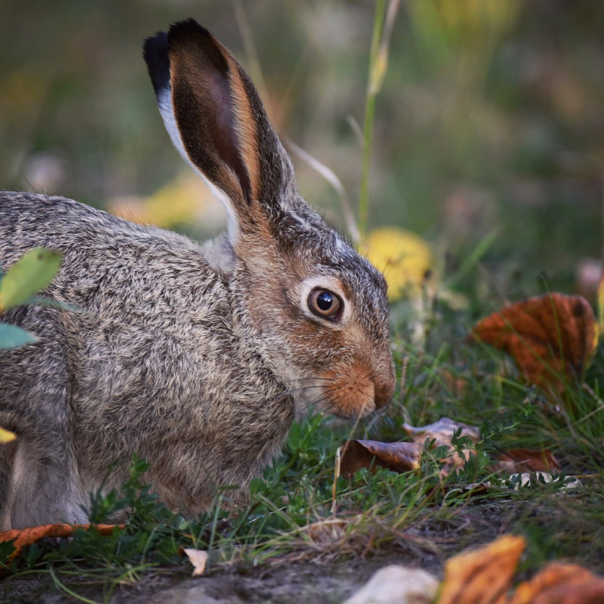 Дикие кролики в природе
