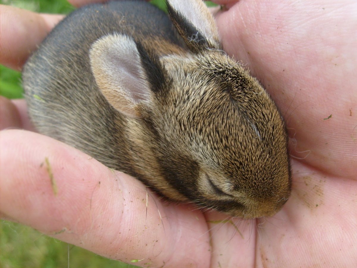 Заяц Беляк Детеныши