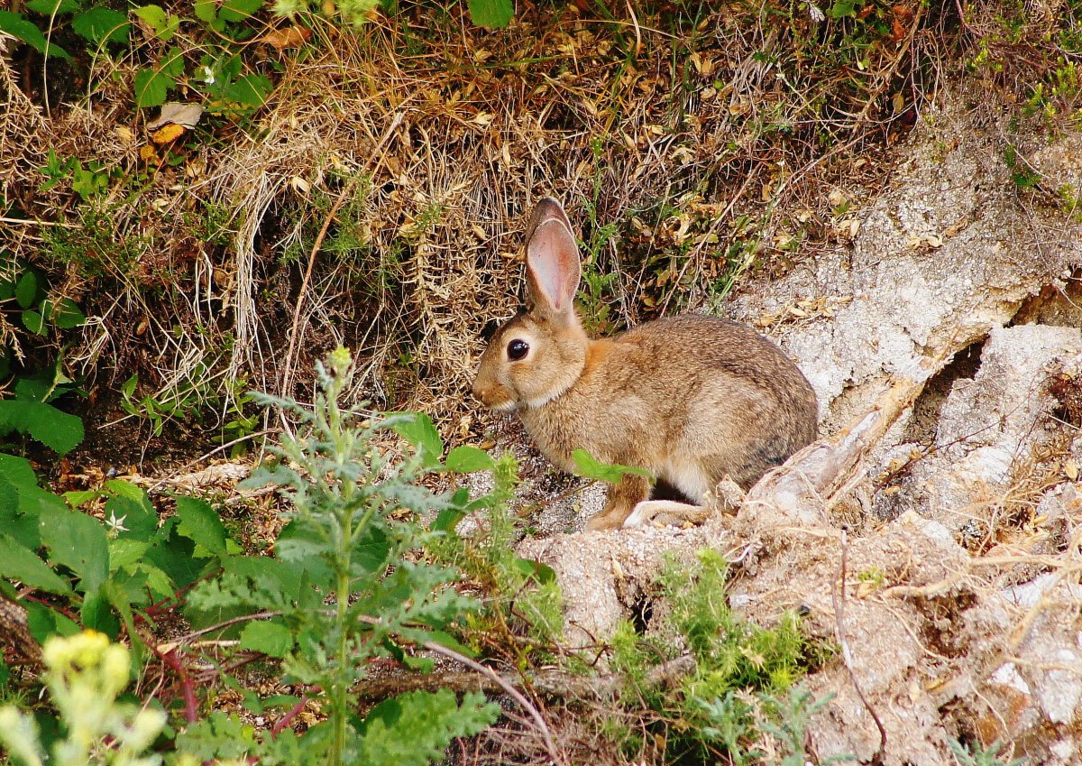 Зайцы листопаднички