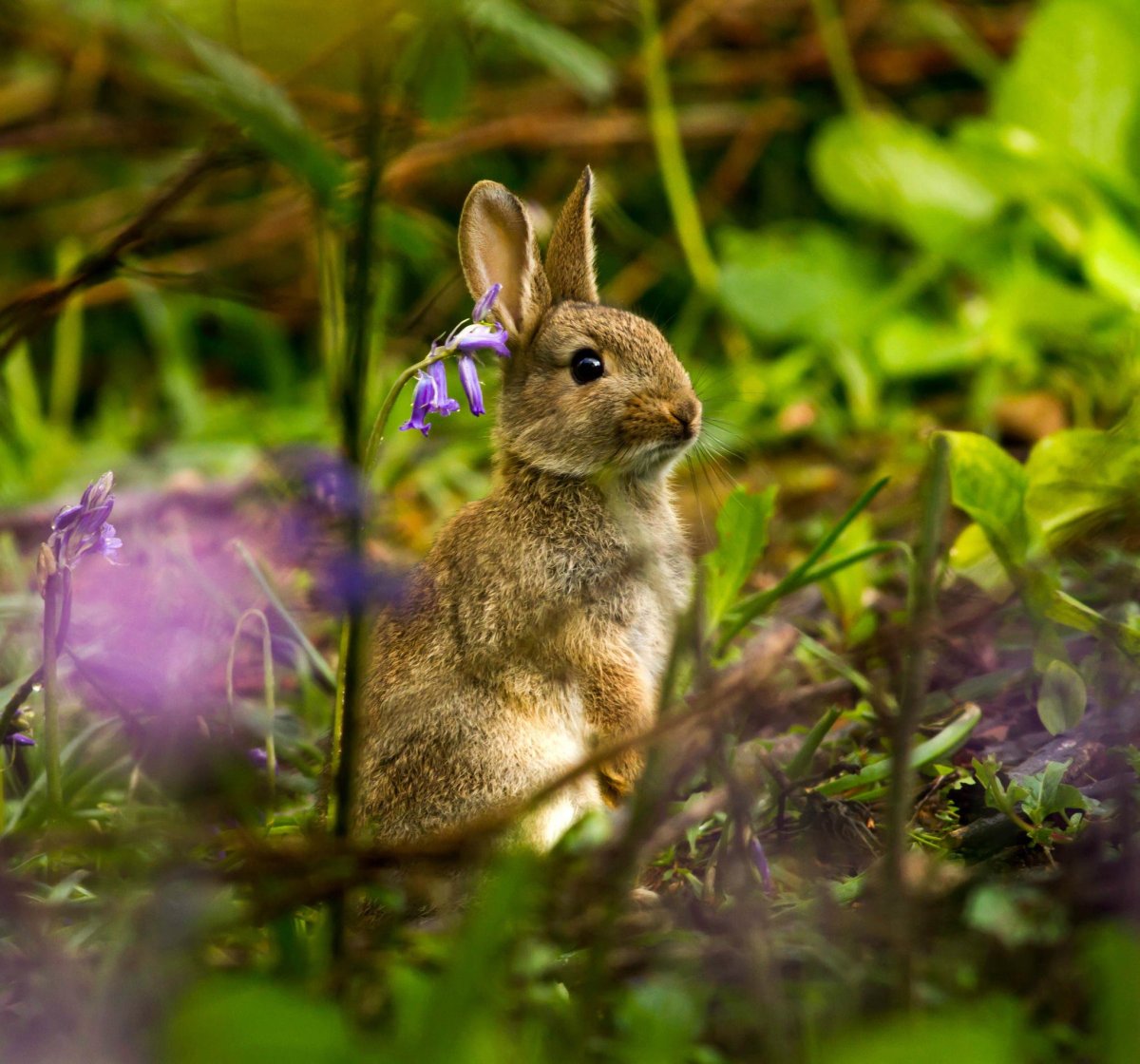 Животные кролики