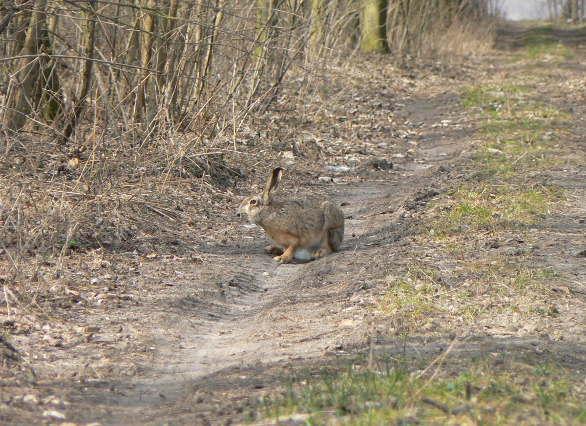 Заяц Русак кавказский заповедник