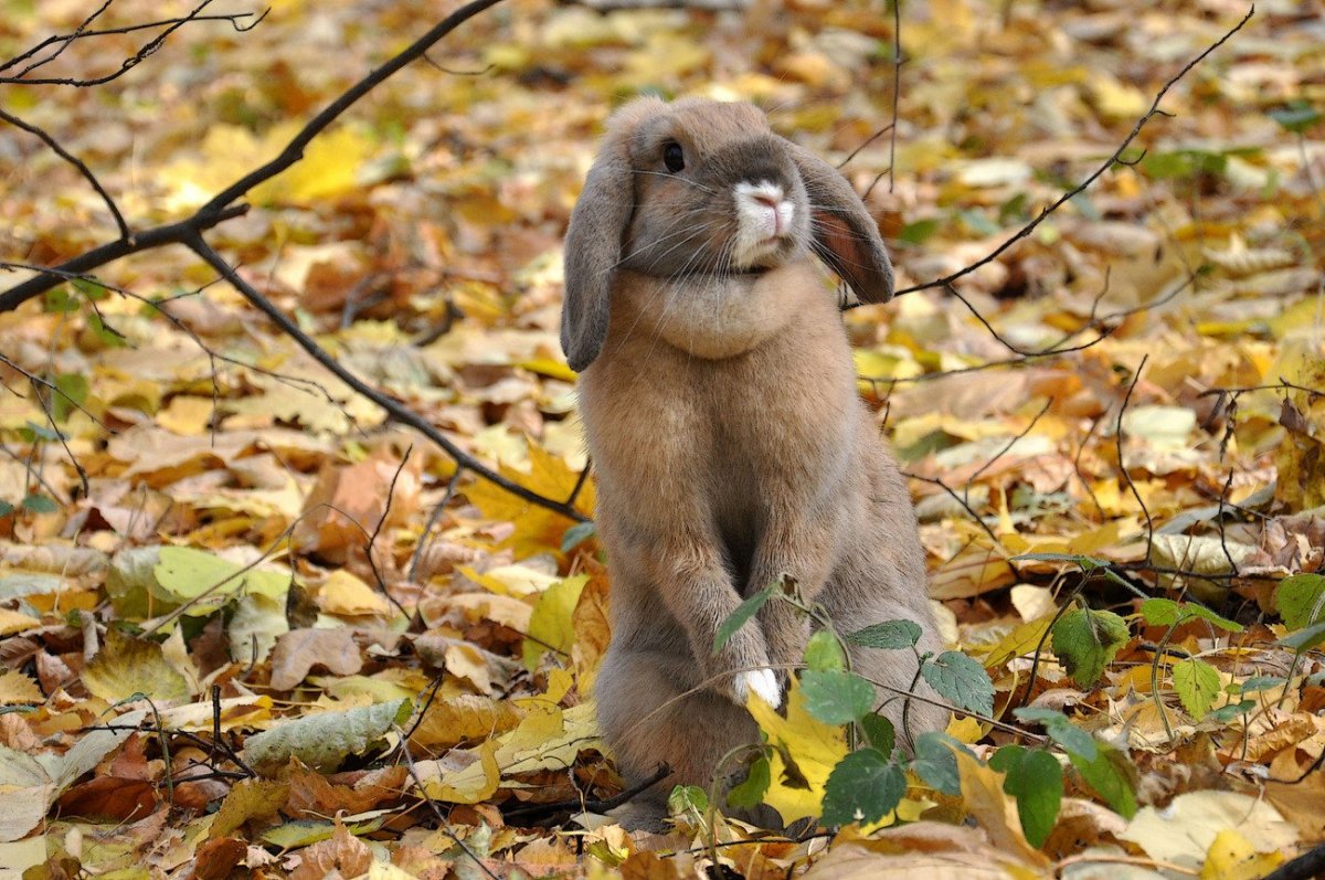 Животные осенью в лесу