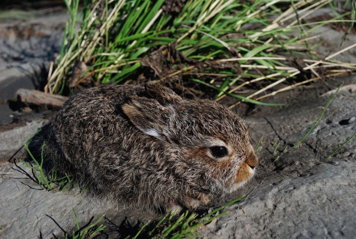 Листопаднички Зайчата