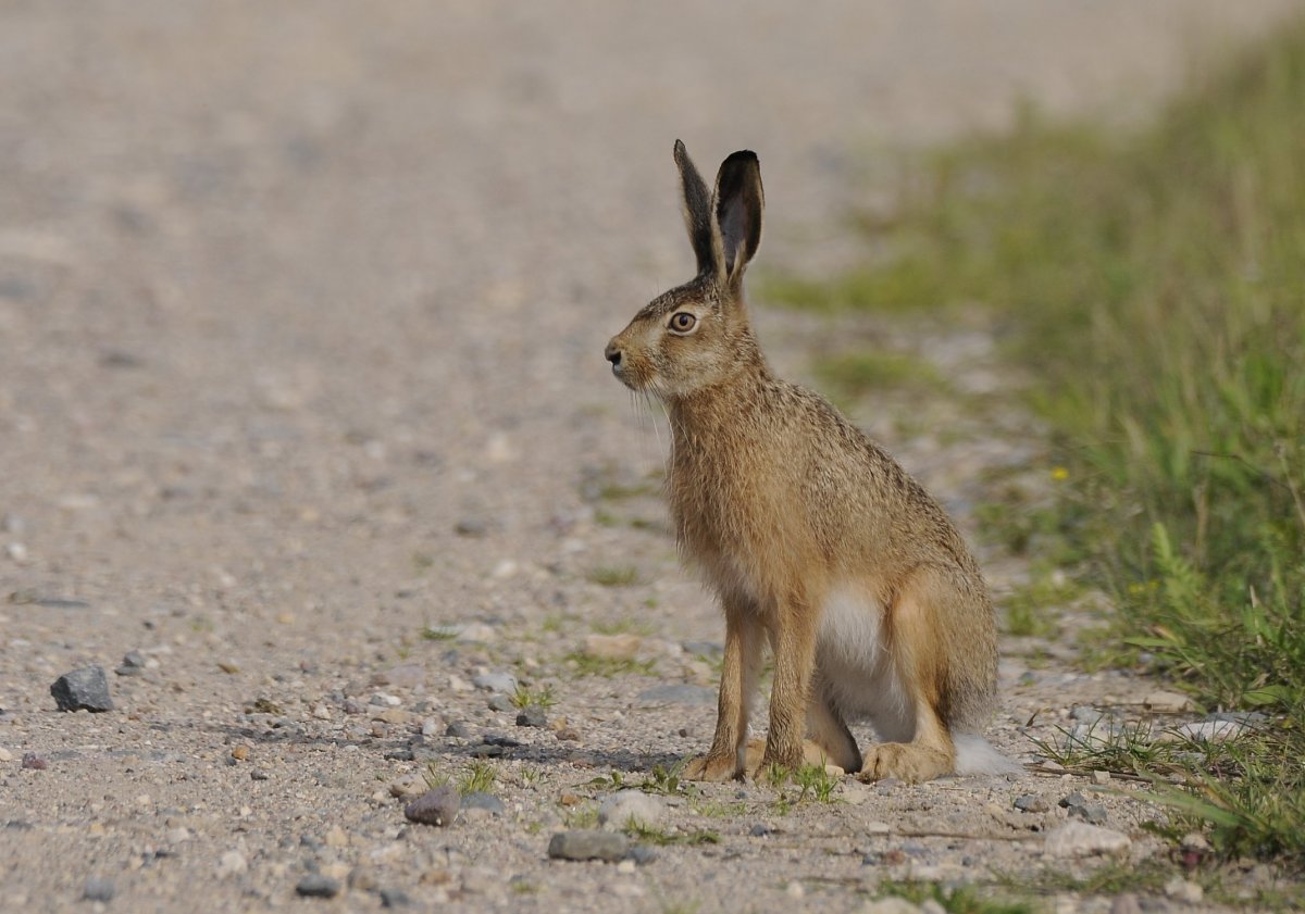 Lepus californicus