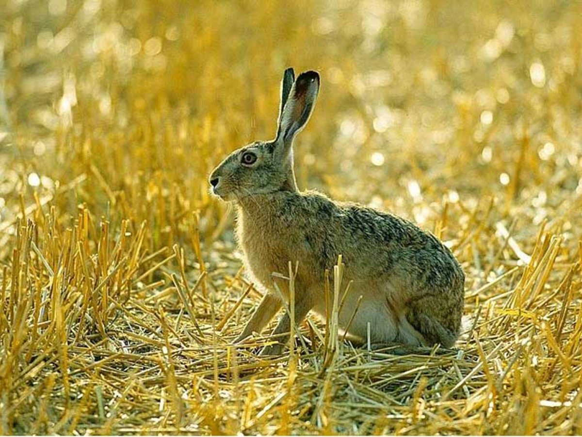 Заяц Русак Челябинской области