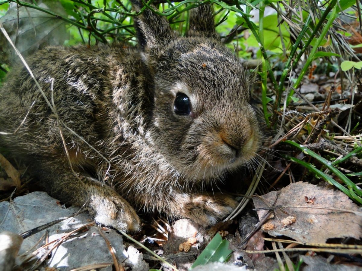 Зайцы настовички