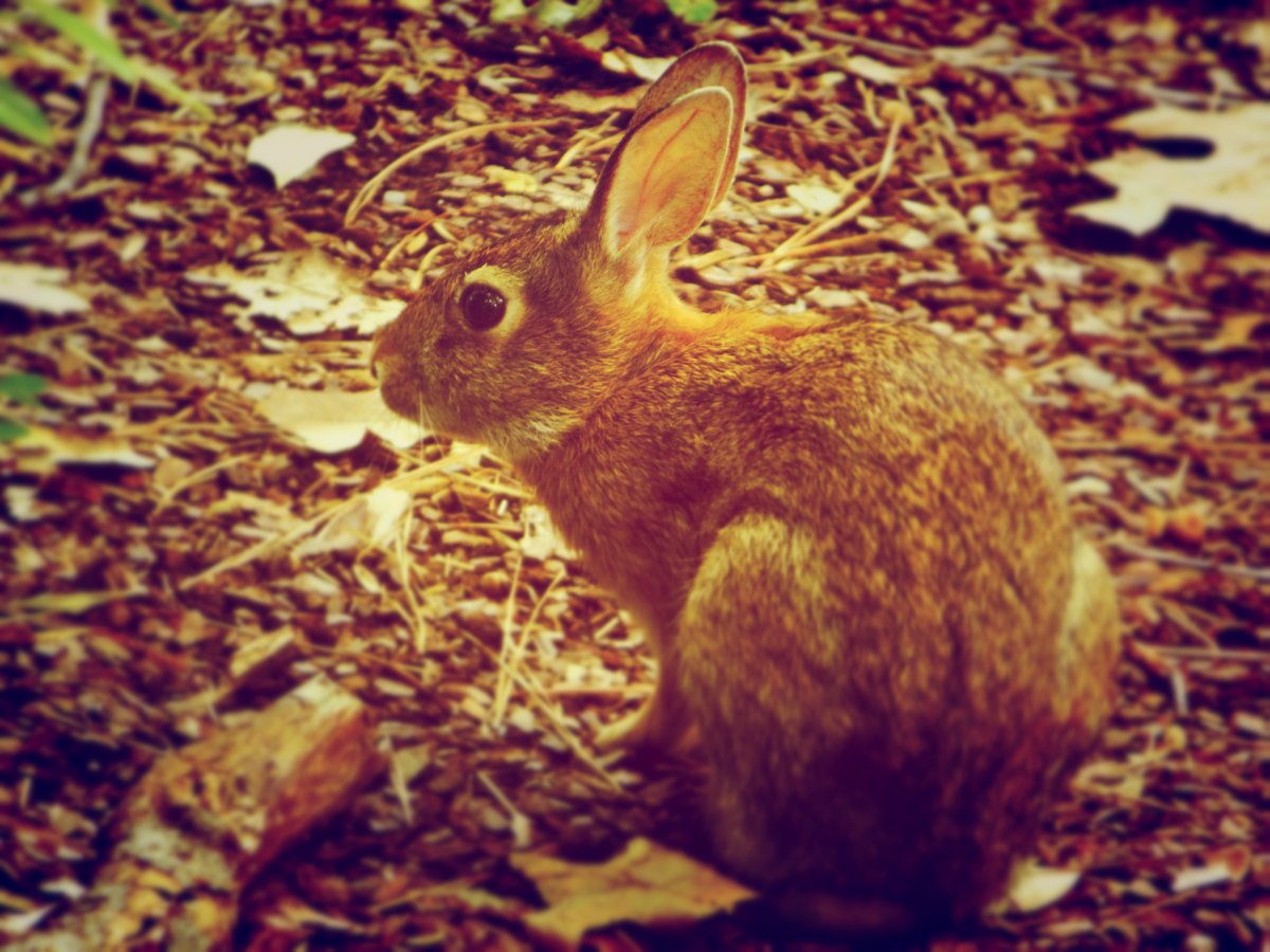 Заяц под кустом