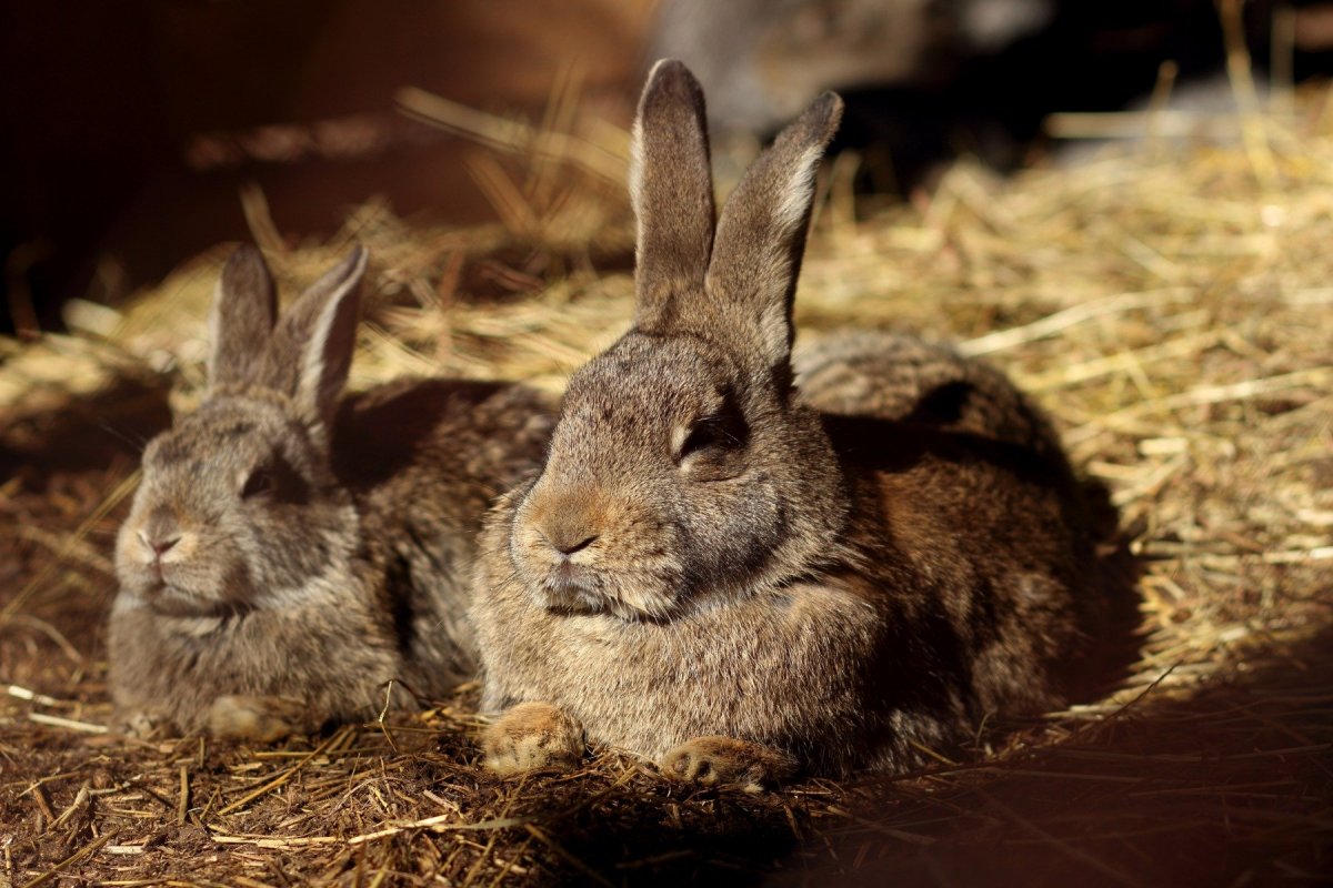 Зайчик в осеннем лесу