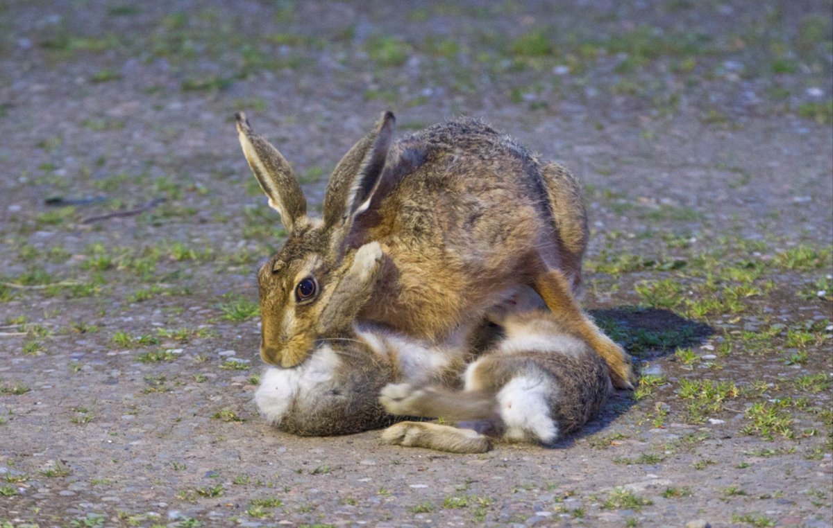 Заяц Русак с зайчатами