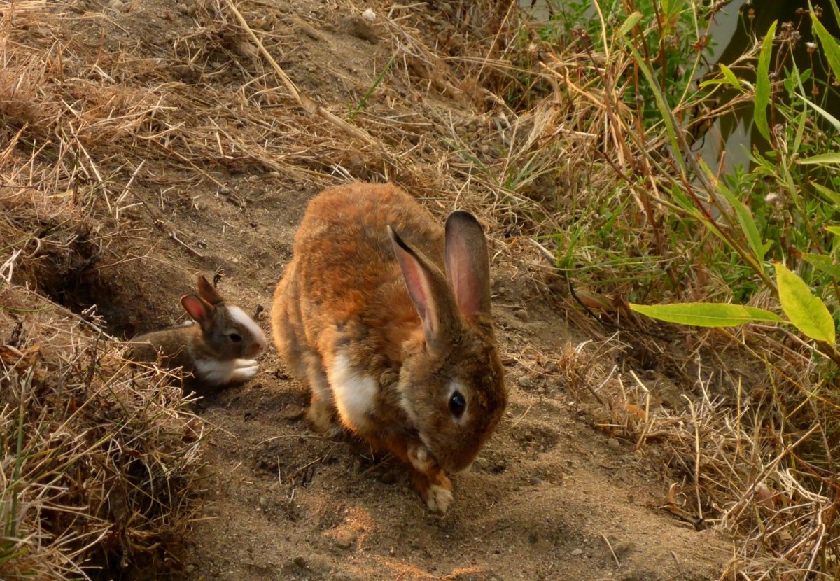 Oryctolagus cuniculus