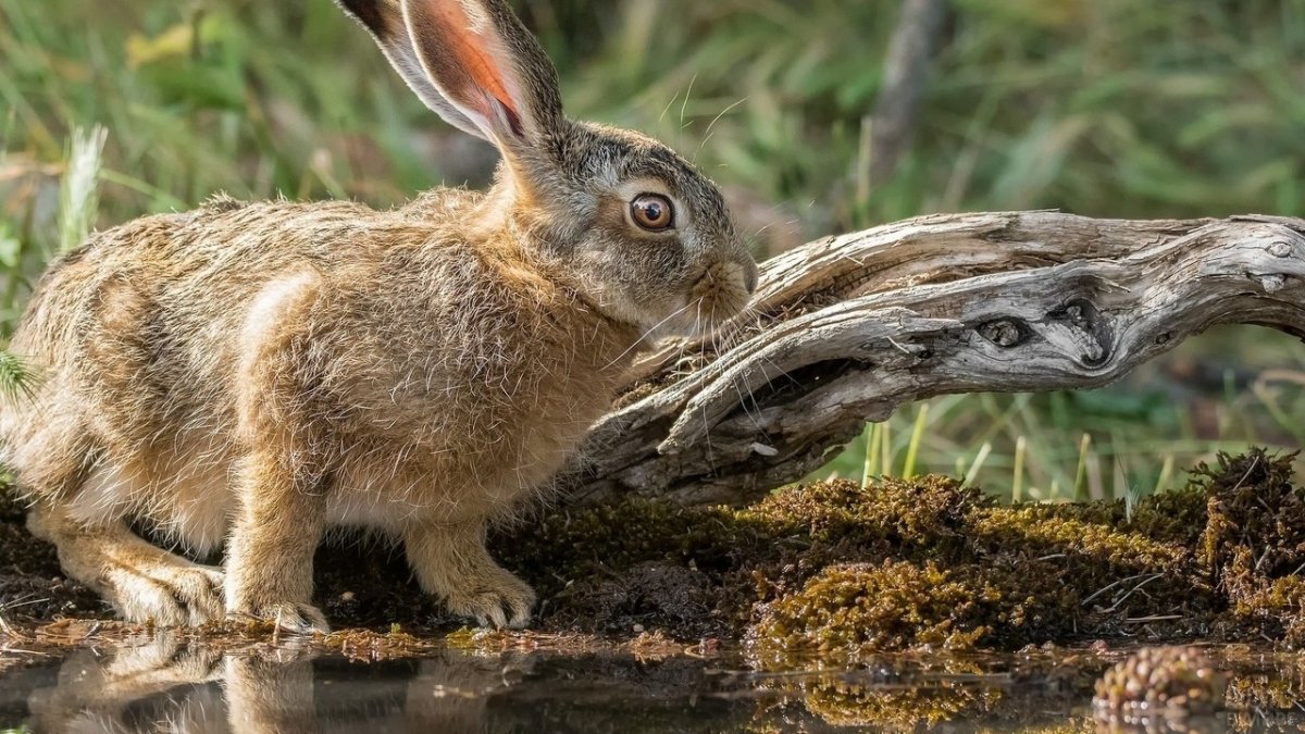 Зайчата осенью