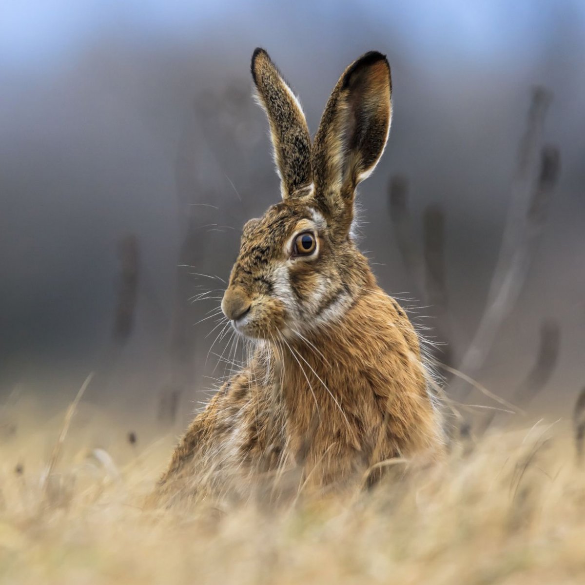Листопаднички Зайчата
