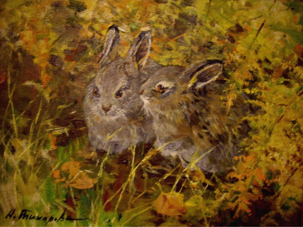 Заяц Беляк Детеныши