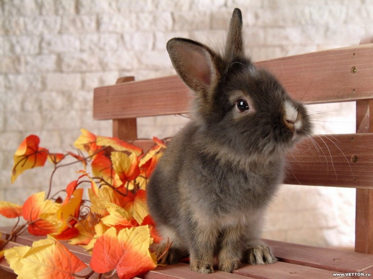 Зубы зайца беляка