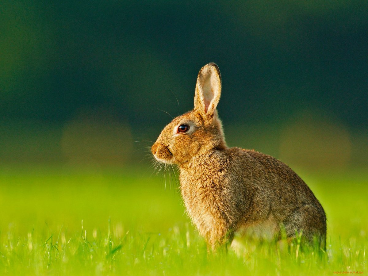 Милые зверюшки.