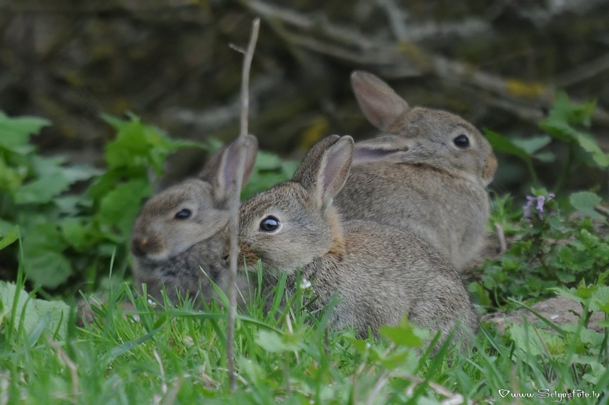 Осенний заяц