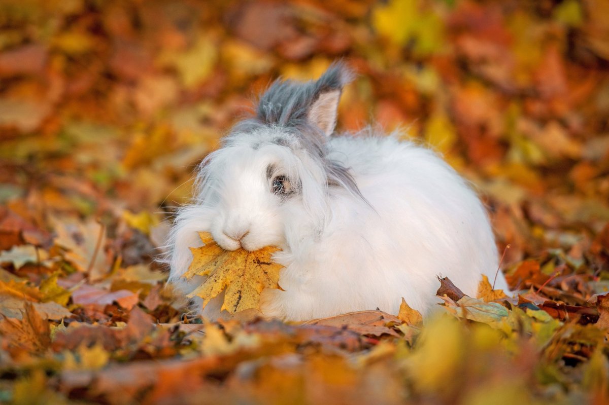 Заяц питается