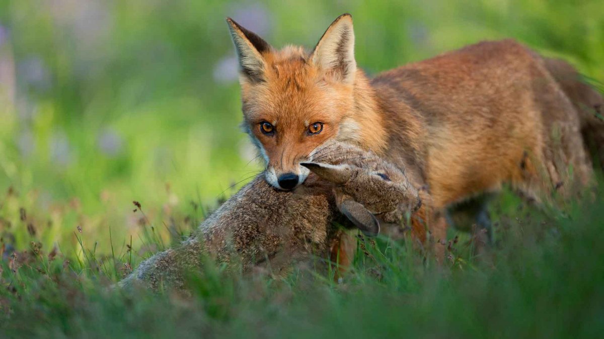 Лисица охотится