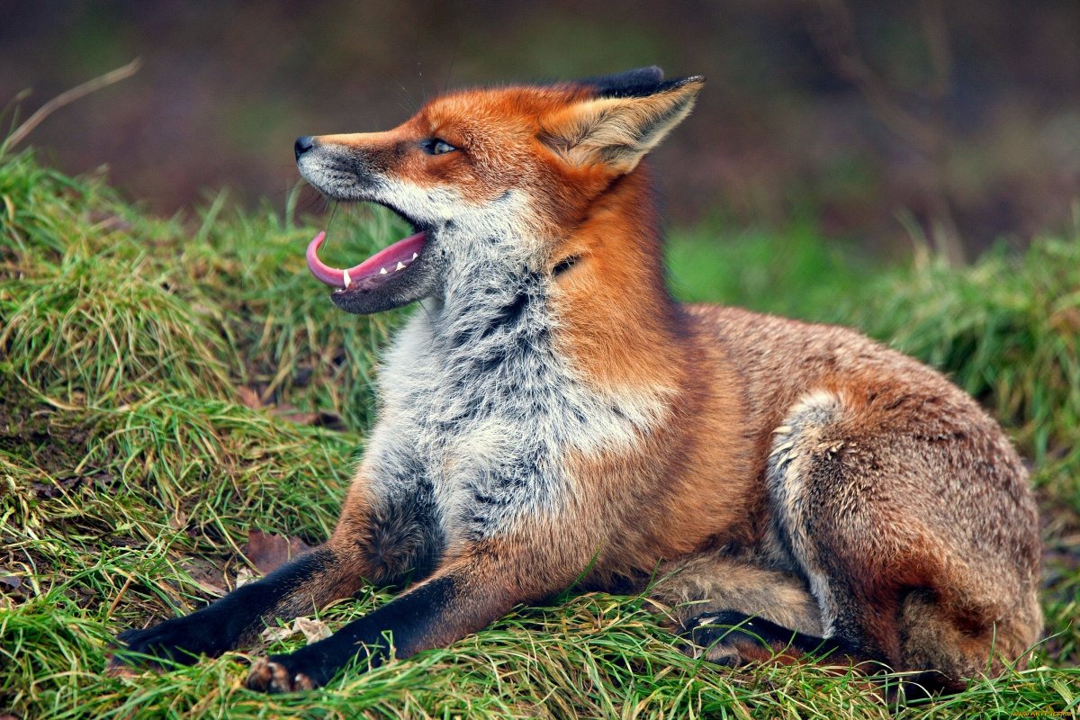 Лиса с добычей