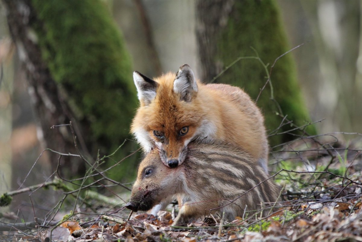 Лиса питается ягодами