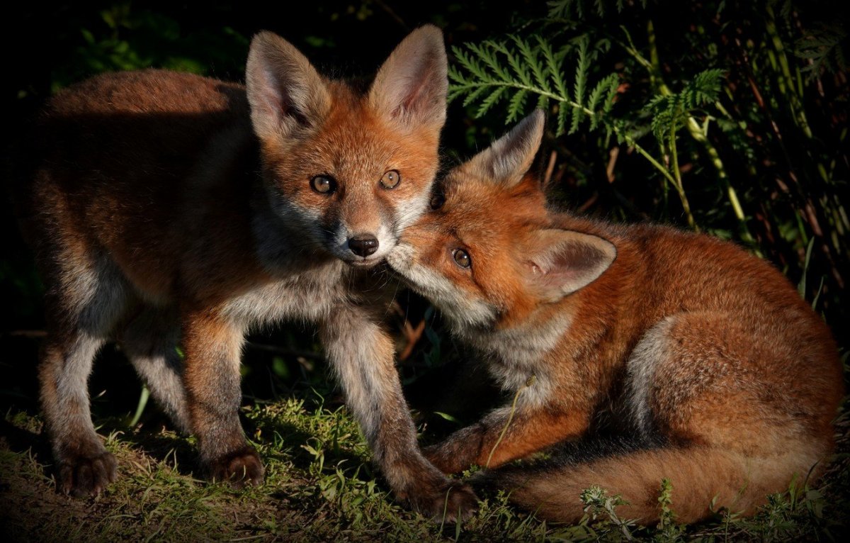 Лисята играют