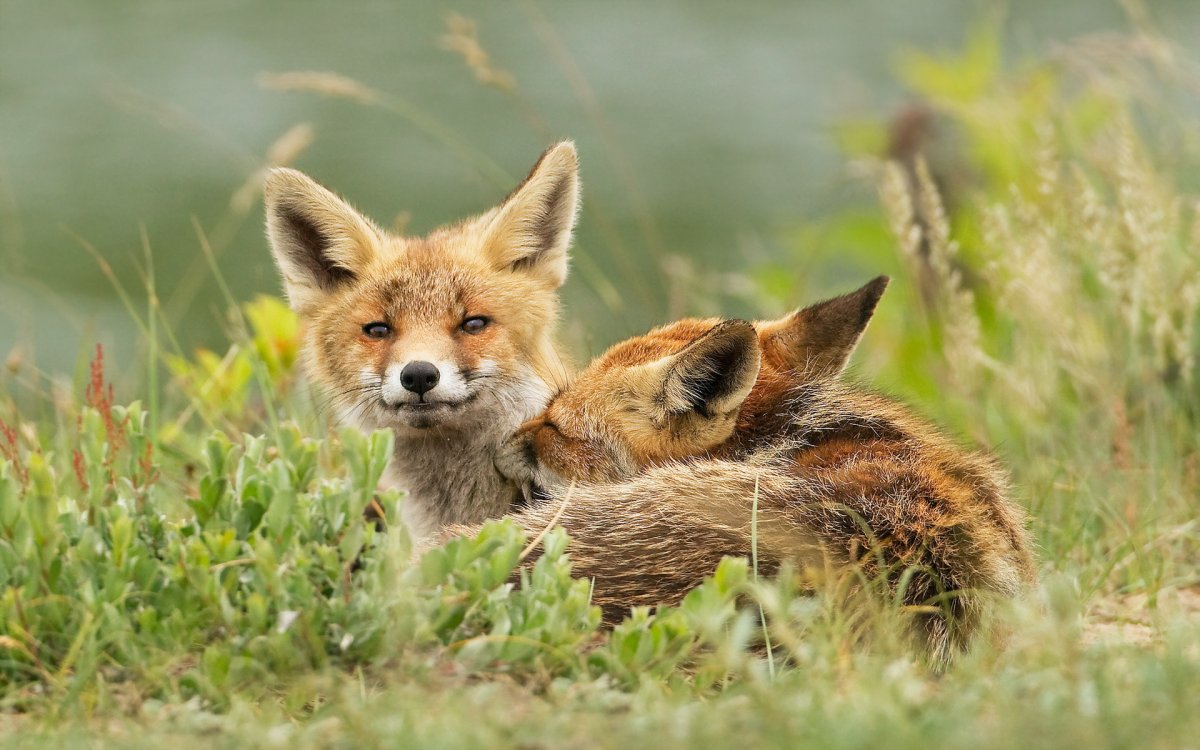 Лиса обыкновенная лисица