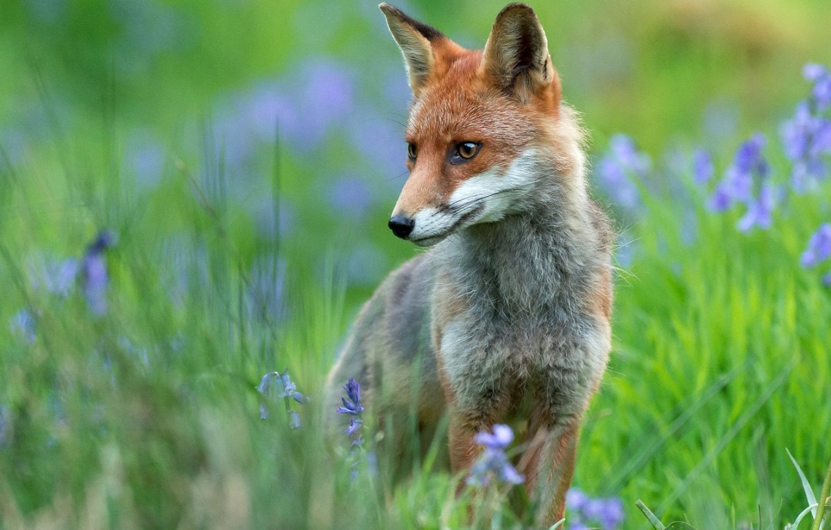 Лиса Весна обои