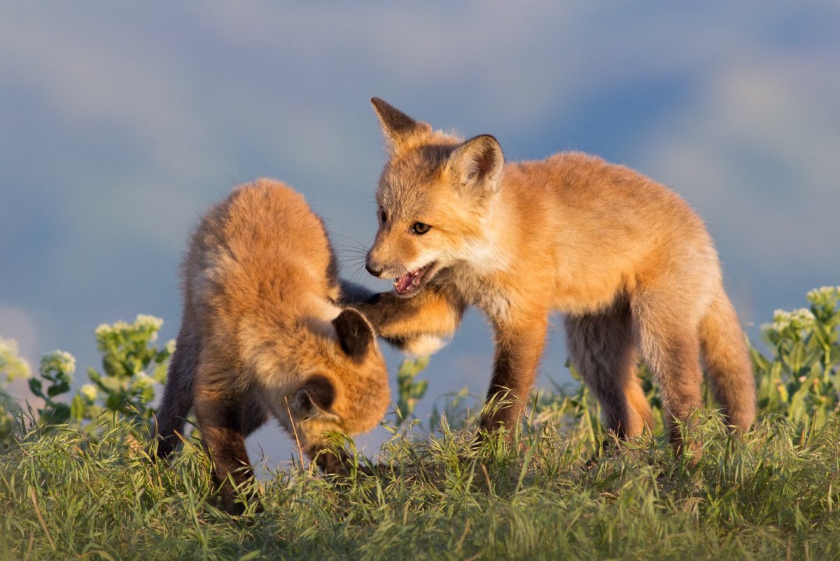 Лисичка и зайчик