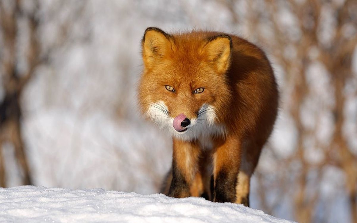 Потомство лисы