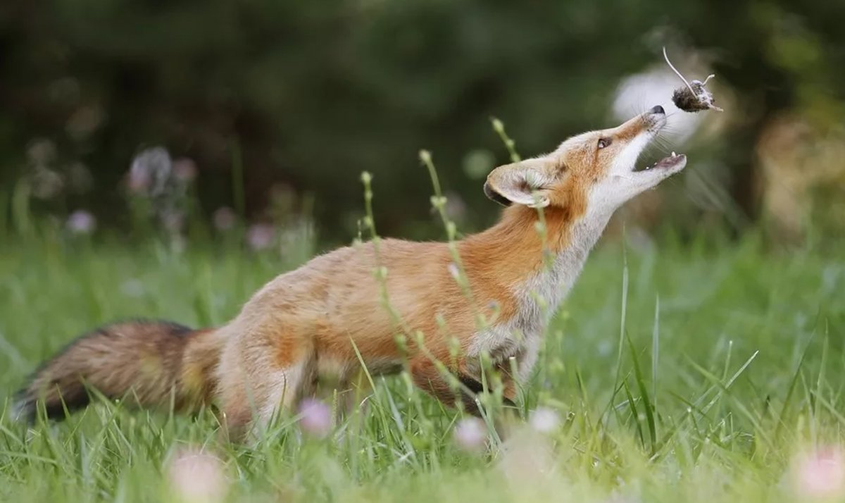 Лисята охотятся