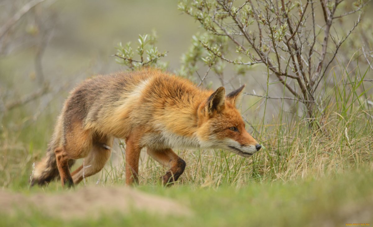 Лисья охота