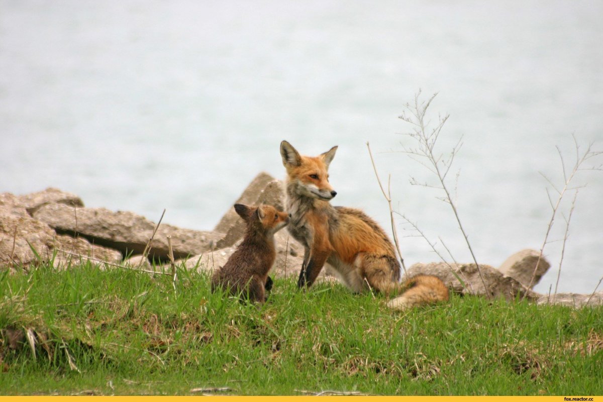 Крупная композиция лиса с лисятами