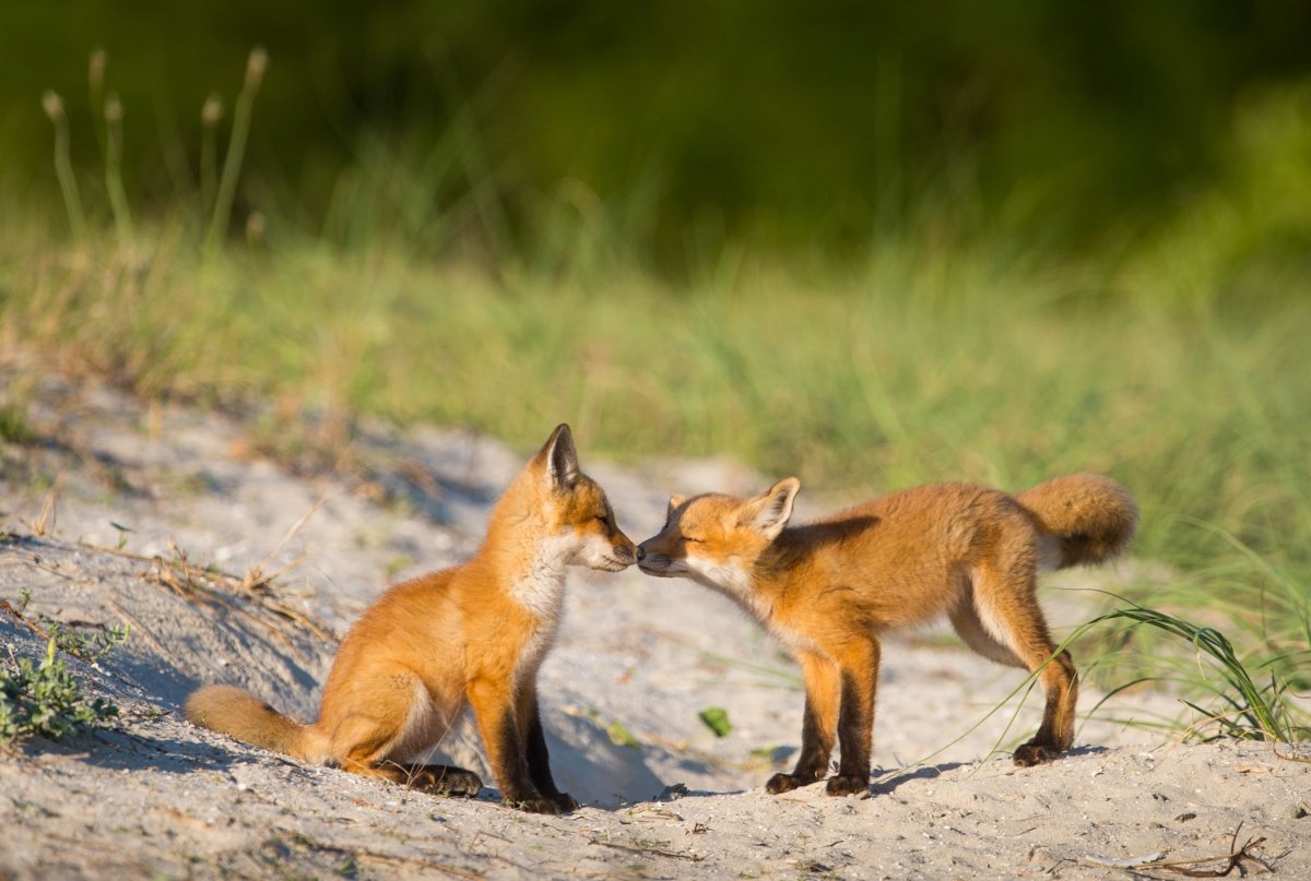 Лиса с добычей