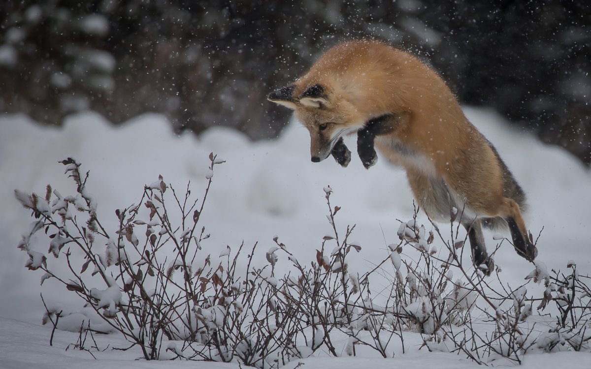 Ежик и Лисенок
