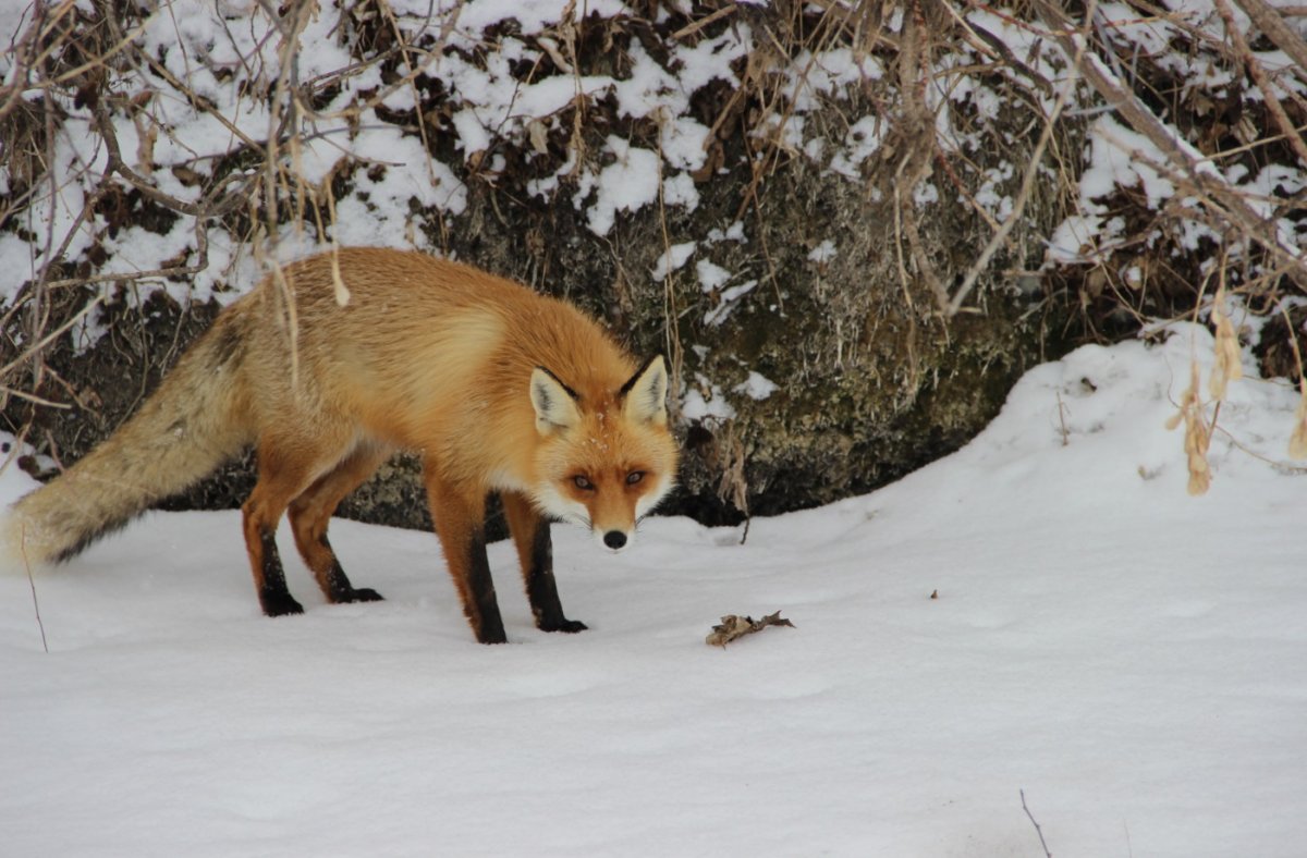 Животные зимой в лесу