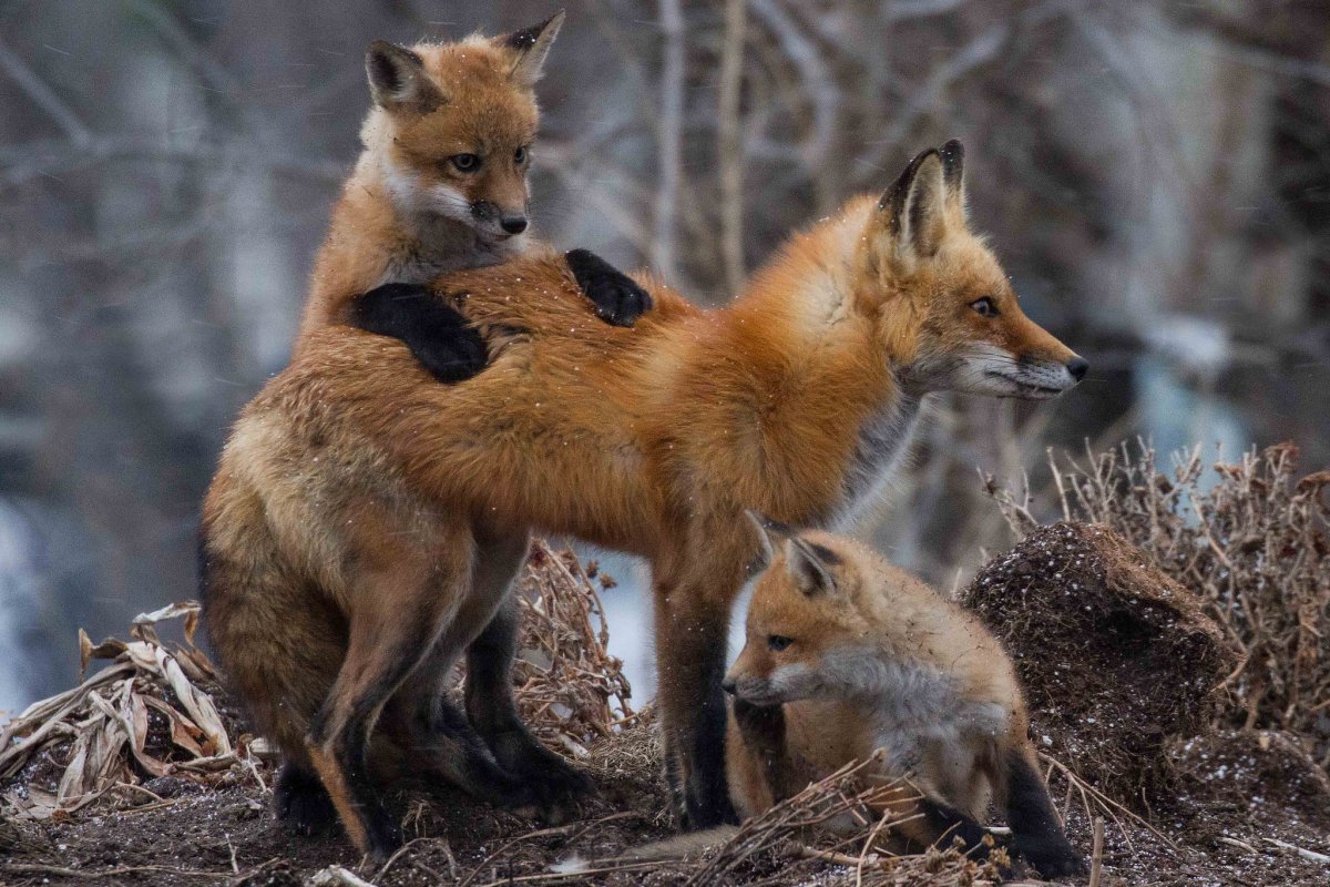 Лиса охотится