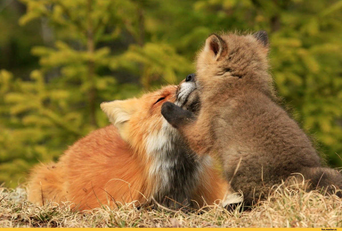 Лиса и кролик фото
