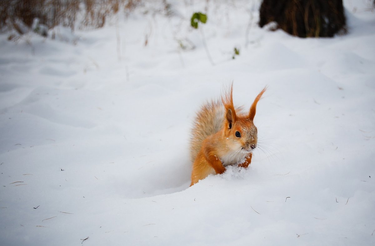 Белочка в зимнем лесу