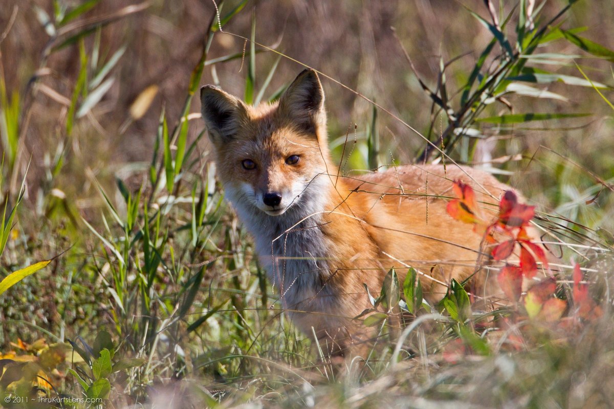 Пушистые лисы