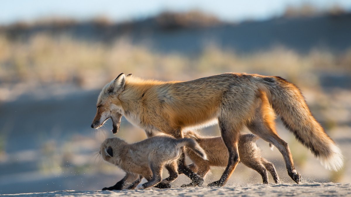 Лиса и заяц