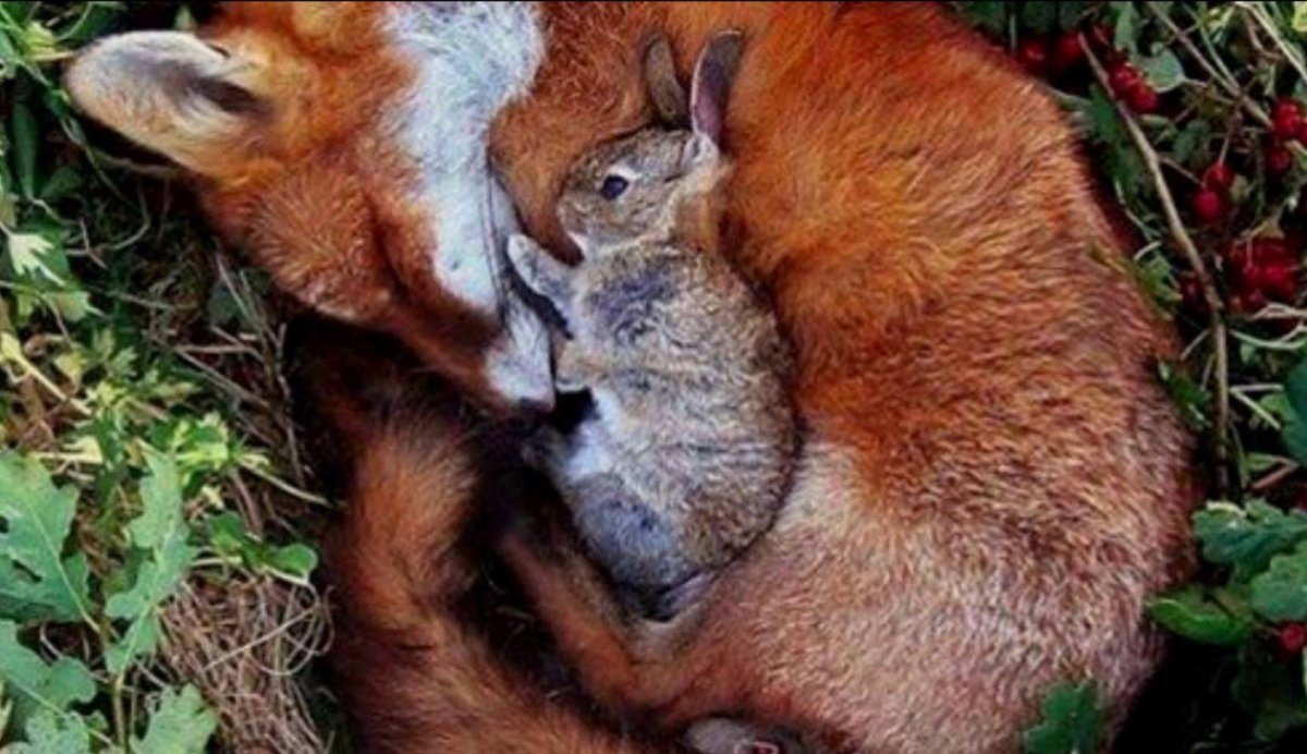 Зайчик и лиса