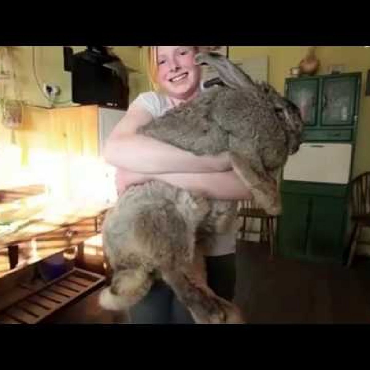 Бельгийский великан кролик