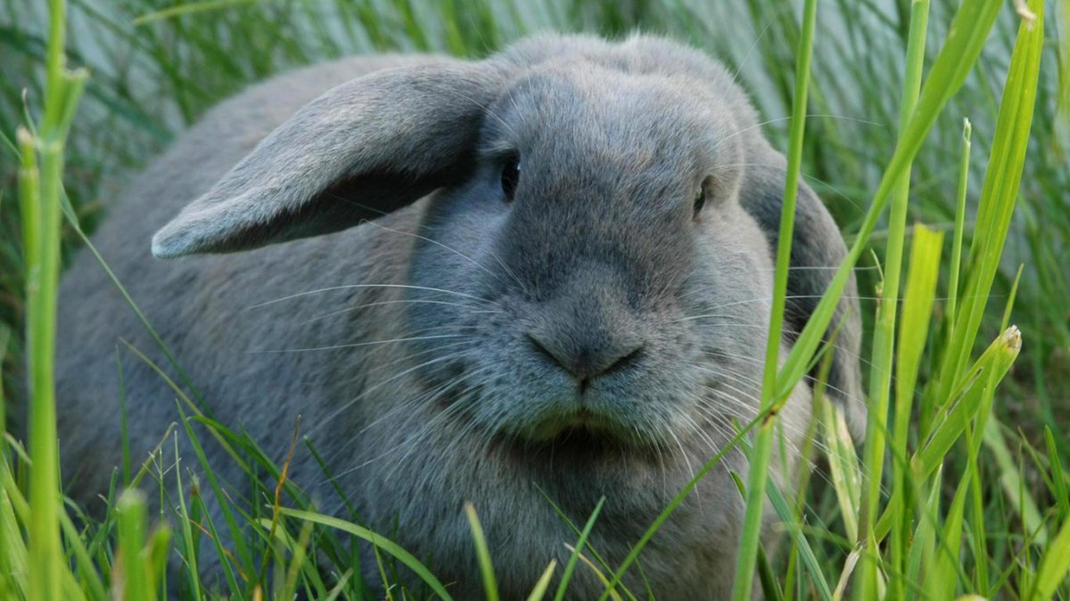 Задумчивый заяц