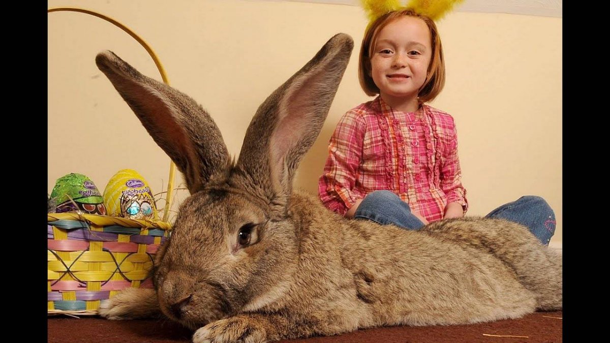 Кролик вблизи