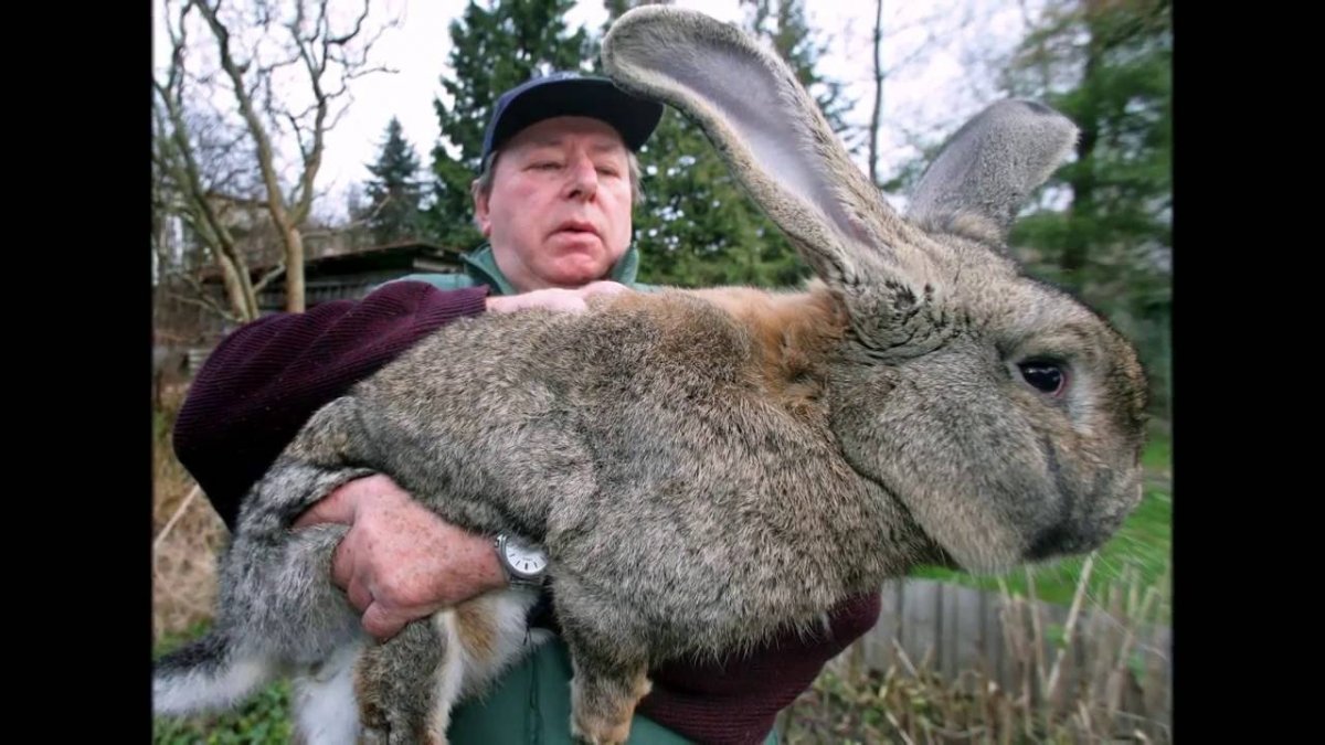 Самый большой кролик в мире рекорд Гиннеса