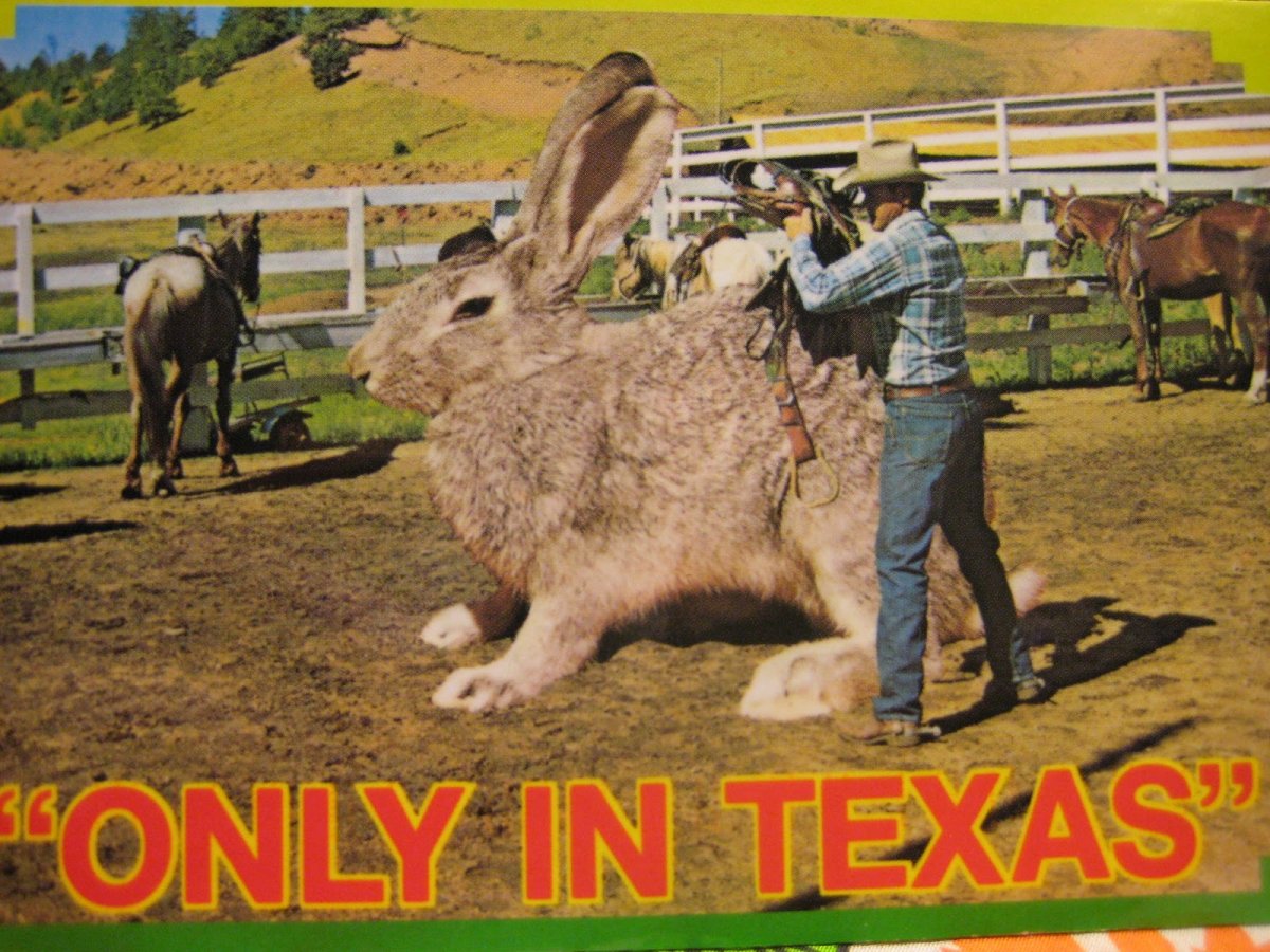 Ангорские кролики Уолли